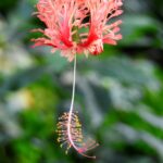 Stunning close-up of a pink spider hibiscus in full bloom with vibrant details.